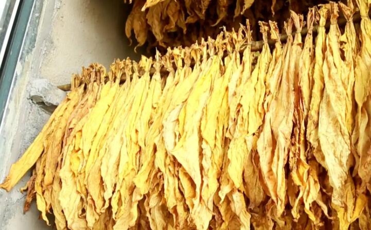 木屑顆粒燃料烘烤煙葉可以嗎？